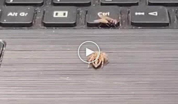 Павук полює на муху