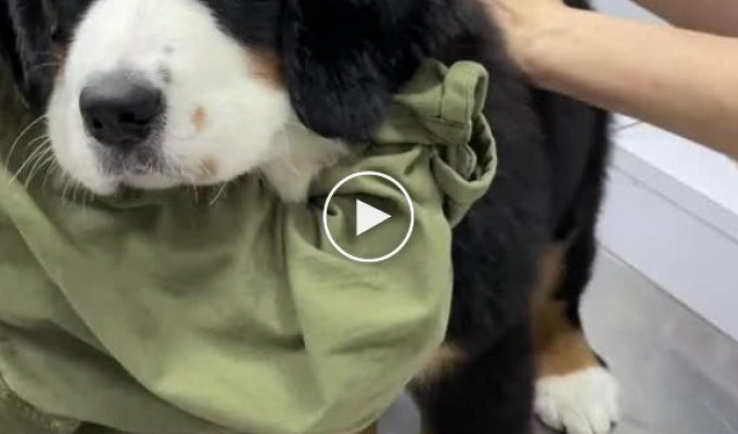 Как игрушка: щенок пытается сохранять спокойствие на приеме у ветеринара