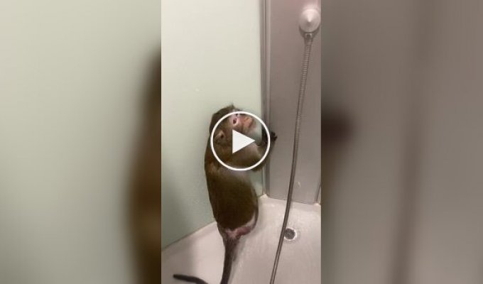 Мавпа приймає душ