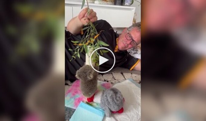 Коала осваивает лазание по деревьям
