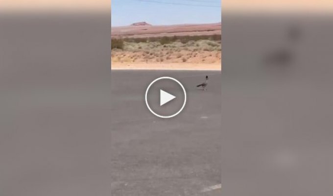 В США засняли погоню койота за дорожным бегуном