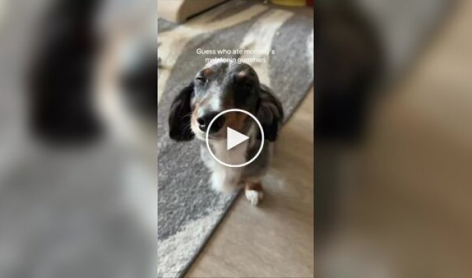 Пес объелся мармелада с мелатонином