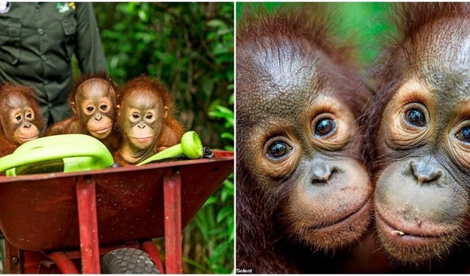 Cuteness of the day: how orphaned orangutans live in the reserve (17 photos)
