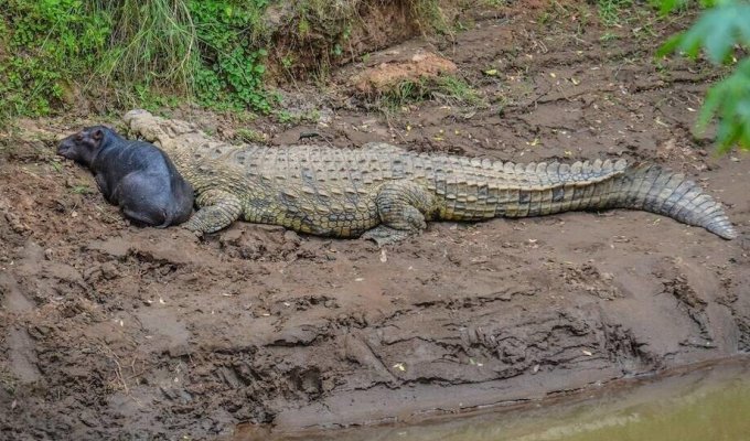 Дружба на межі фантастики: чому крокодили няньчать маленьких бегемотів (5 фото)