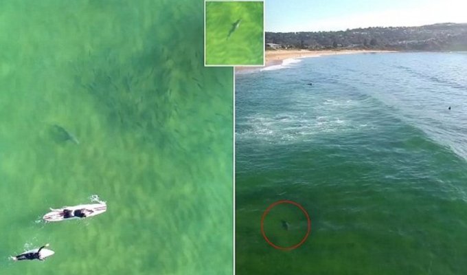 Ничего не подозревающие серферы скользят по волнам над огромной акулой! (4 фото + 1 видео)