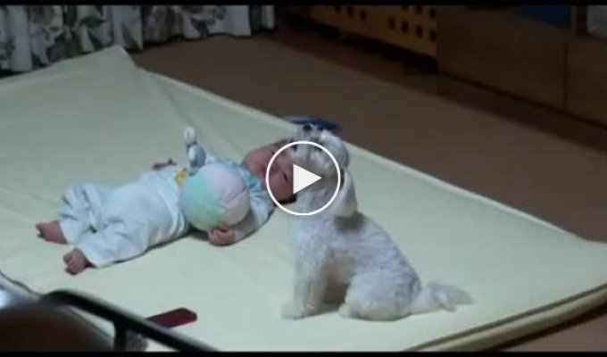 Собака-няня придумала как успокоить плачущего младенца