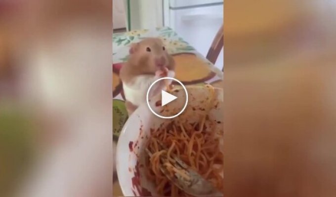 The hamster liked spaghetti