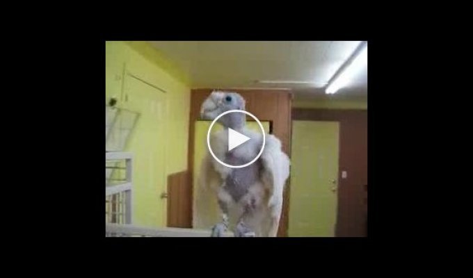 Забавный попугай