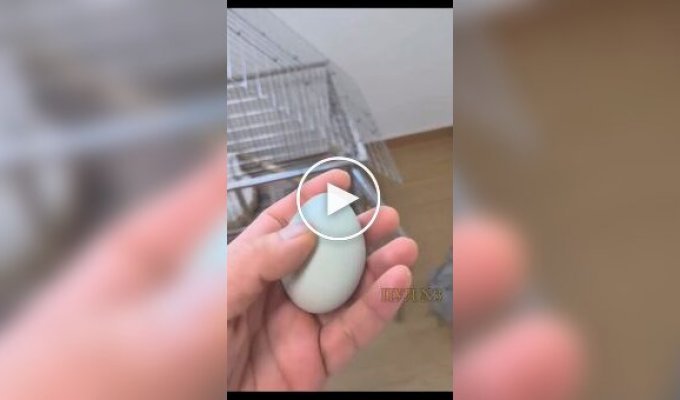 Жителі Китаю почали заводити курок і півнів в як домашніх тварин