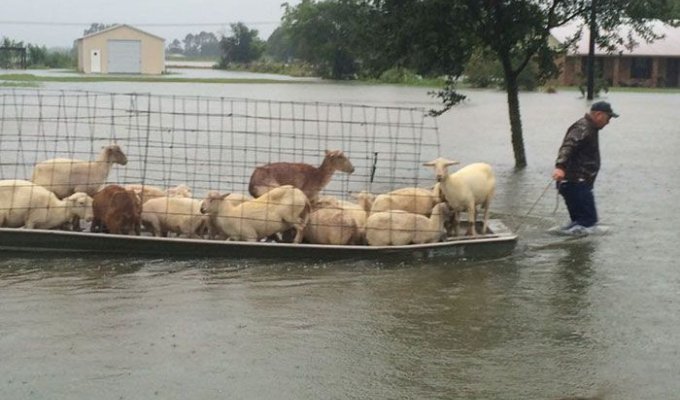 Животные, спасенные из зоны бедствия (8 фото)