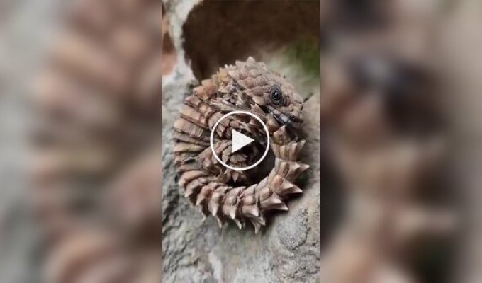 Броненосная ящерица: рептилия, которая сворачивается в кольцо, как живой браслет