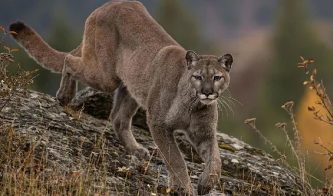 A puma grabbed a 5-year-old boy and dragged him into the forest (4 photos + 1 video)