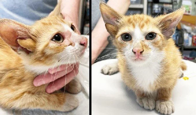 A genetic miracle. A shelter saved an adorable kitten with four ears (2 photos + 2 videos)