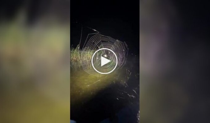 Как сделать паука счастливым