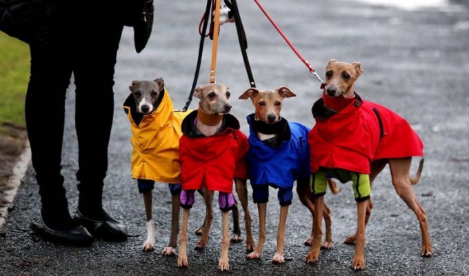 Шоу Крафт, крупнейшая выставка собак в мире (23 фото)