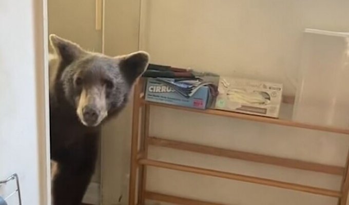 Медведь просто зашел на кухню мужчины, пока он готовил (2 фото + 1 видео)
