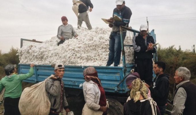 В Узбекистане за съемку сбора хлопка задержали фотографа (3 фото)