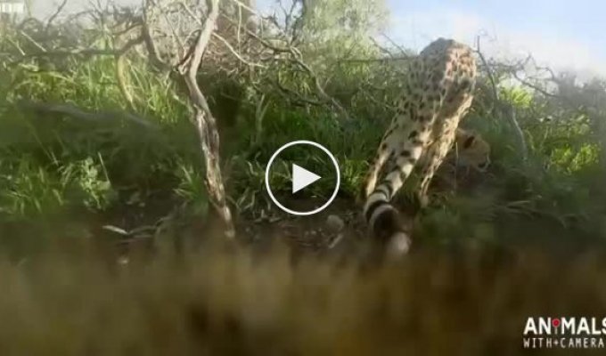 Охота гепарда от первого лица