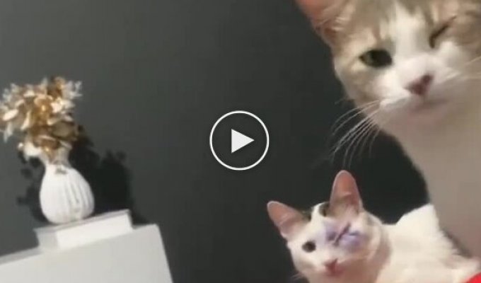 Коту сделали глазную операцию, и теперь второй питомец прикрывает свой глаз, подражая ему