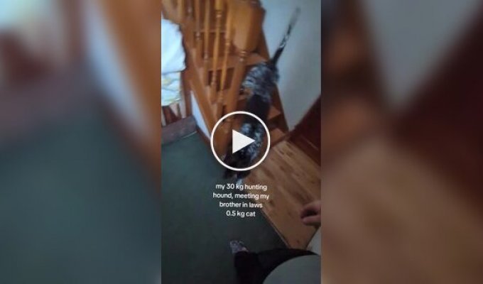 Охотничья собака против кота