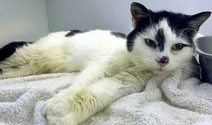 Женщина нашла пропавшую кошку через 11 лет (4 фото + 1 видео)