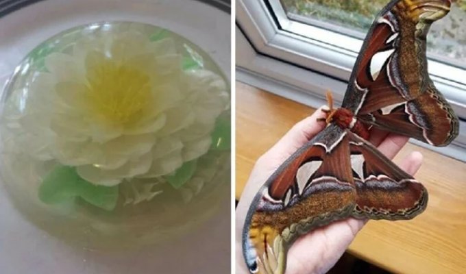 30 People Who Picked Quirky Hobbies and Took Them to a Whole New Level (31 Photos)