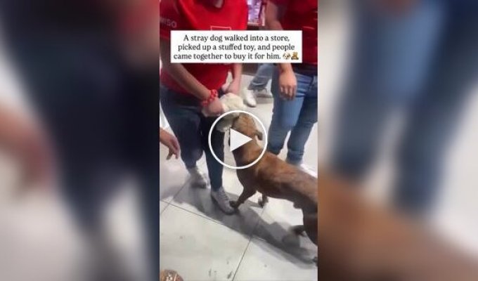 Игрушка, за которую стоило бороться