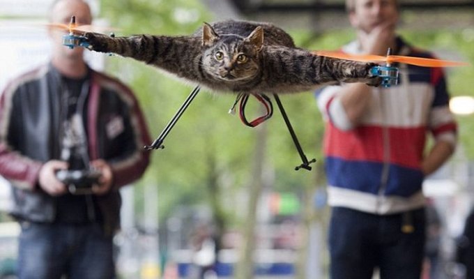 Голландский летающий котэ (5 фото)