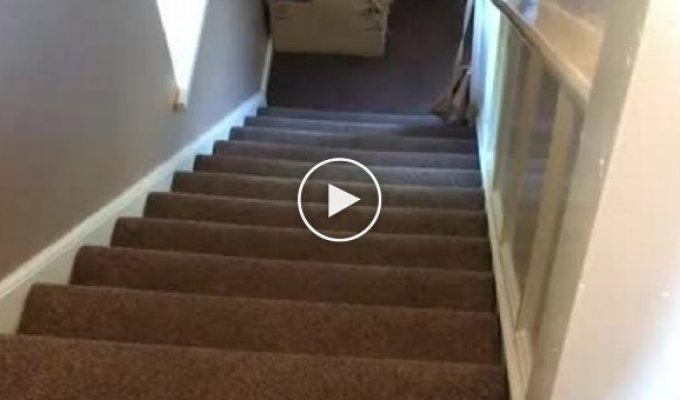 Пес-экстремал показал странный способ спуска с лестницы