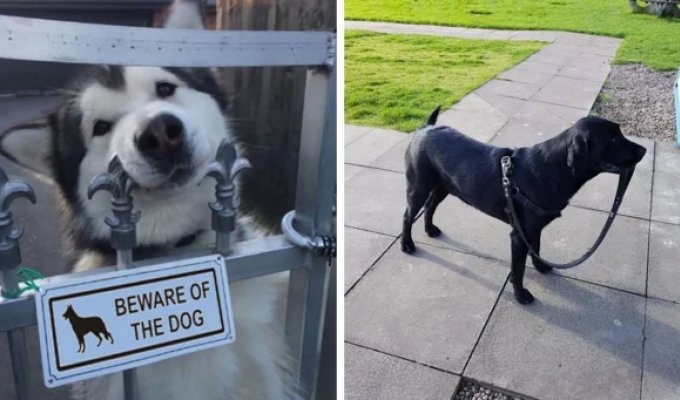 16 funny photos, looking at which you just want to say: “Who is the nicest dog here?” (17 photos)