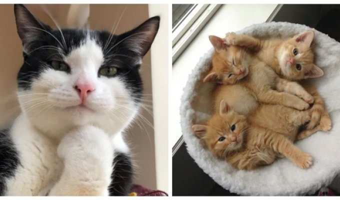 20+ котеек, которые ежедневно решают важные задачи и дают нам ценные жизненные уроки (21 фото)