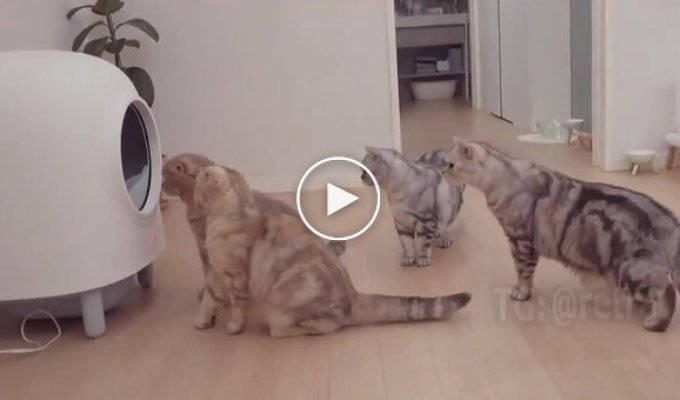 Cats' reaction to a toilet with a self-cleaning function