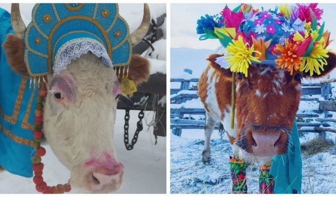 В Якутии провели конкурс красоты среди коров (12 фото)