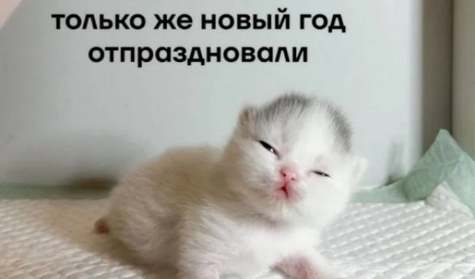 Лучшие шутки и мемы из Сети. Выпуск 685