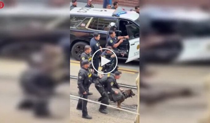 У Сан-Дієго поліцейський собака затримав підозрюваного в нападі з ножем