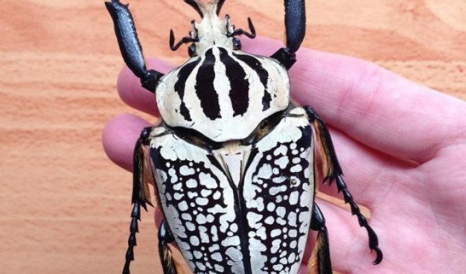 Диковинные насекомые, которых природа наделила удивительной внешностью (17 фото)