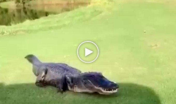Милый крокодил просто хочет поиграть в гольф