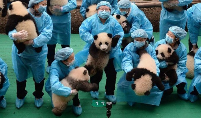 Питомник панд в Китае (11 фото)