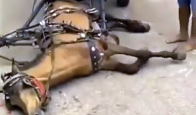 Лошадь Честер, которого спасли от убийства (4 фото + 2 видео)