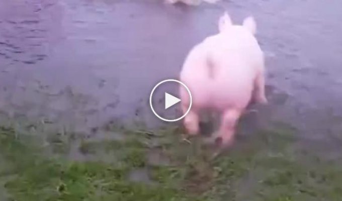 Просто кучка счастливых свиней, играющих в озере