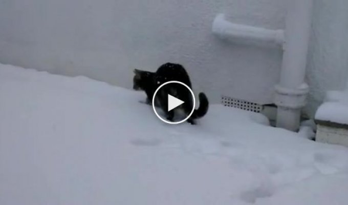 Кот изучает снег