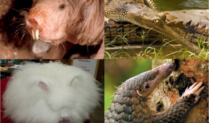 Необычные и редкие животные со всего мира (50 фото)