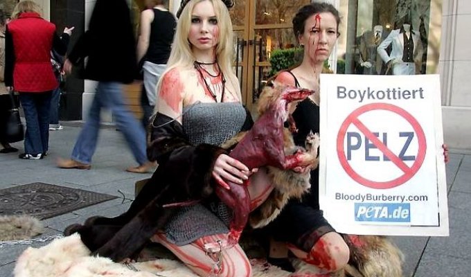 Активисты защиты животных со всего мира объявили войну Burberry (8 фото)