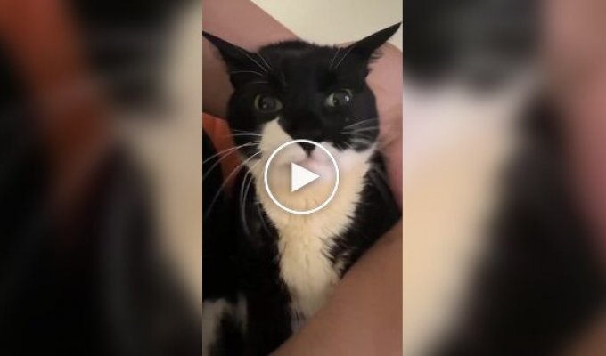 Господар годує з руки улюбленого кота