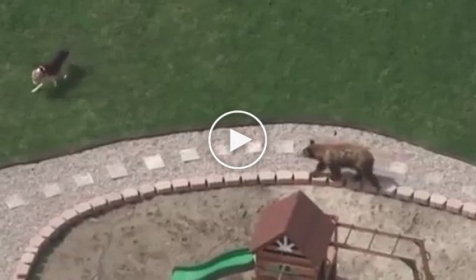 Бесстрашный щенок прогнал медведя
