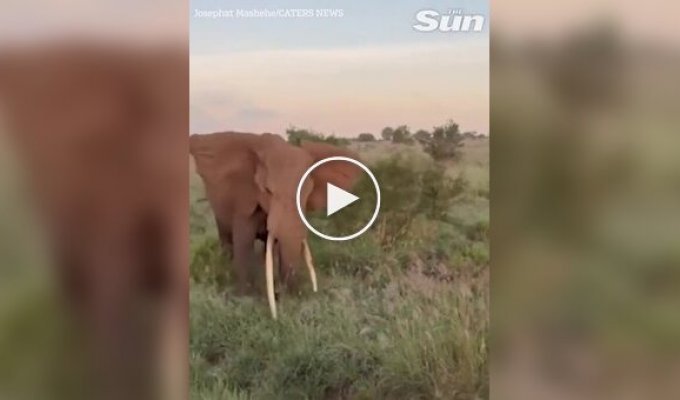 Слон напал на автомобиль с туристами в Африке