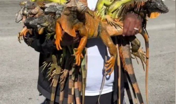 Тысячи игуан во Флориде разбросаны по улицам (3 фото)