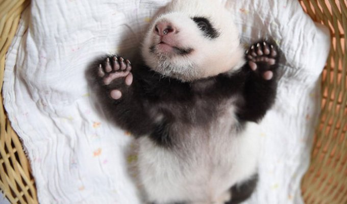 В китайском центре сохранения популяции панд устроили смотрины новорожденных детенышей (16 фото)