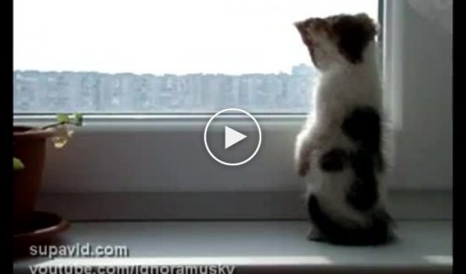 Котенок смотрит в окно