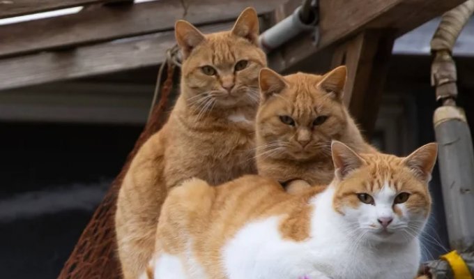 Кошачий мегаполис: как Масаюки Оки превратил уличных котов Токио в звезд (9 фото)